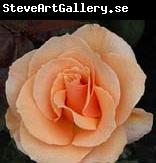 unknow artist Realistic Orange Rose